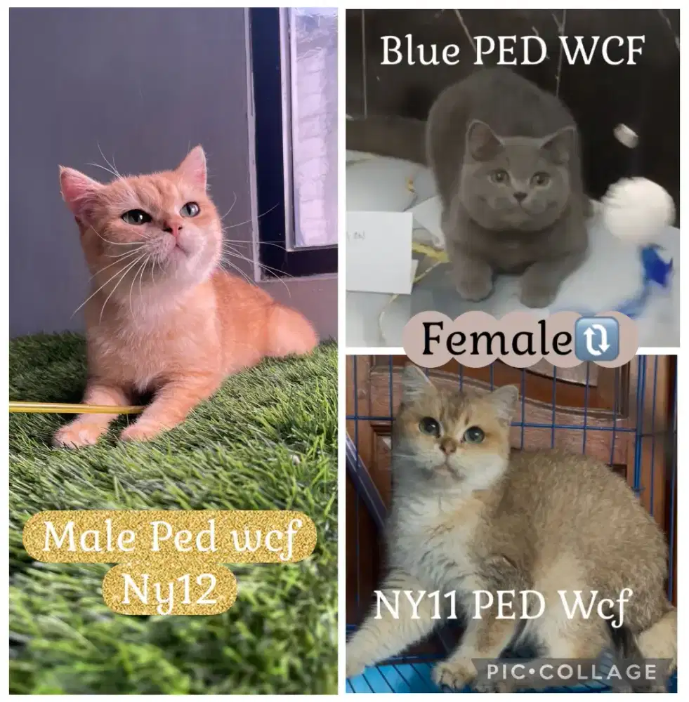 BSH PED WCF Golden dan bsh Blue