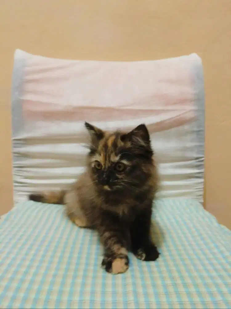 Kitten Persia jantan 2 Bulan