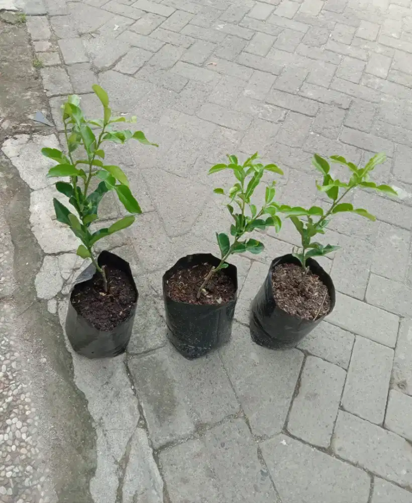 Tanaman Daun Jeruk Purut