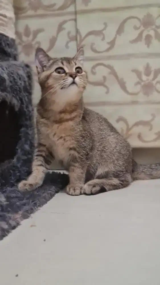 Kucing BSH (Non Ped) (Pure Breed)