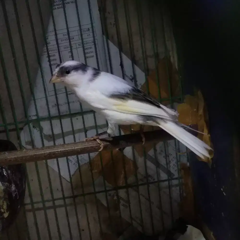 Burung kenari panda gacoorrr nyerang
