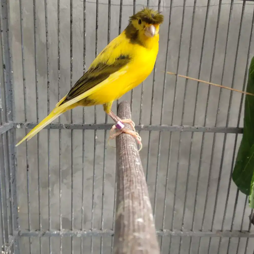 Burung kenari jambul gacor nyerang