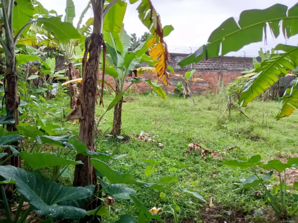 Dijual cepat sebidang tanah didaerah tajur bogor