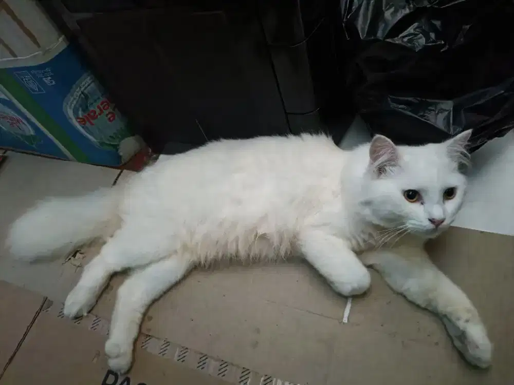 kucing Persia Pejantan White solid