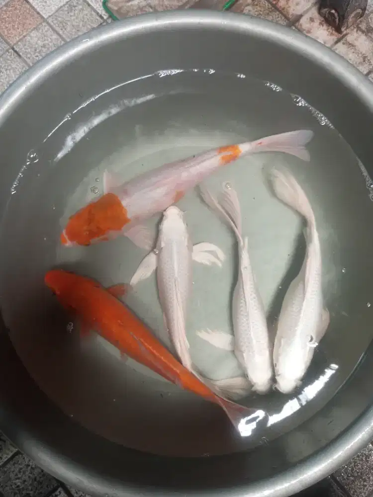 Ikan koi borongan murmer