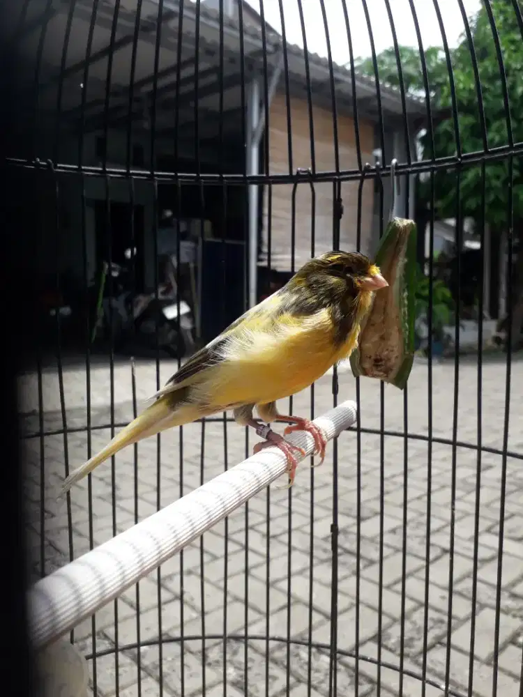 Jual Burung Kenari Jantan. Seri F1ys