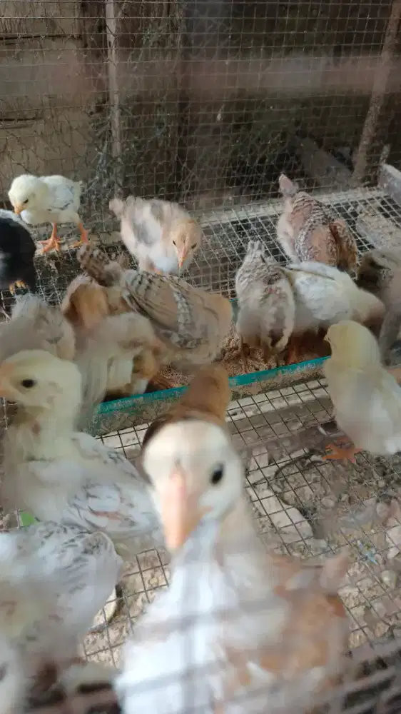 Jual Anak Ayam Kampung