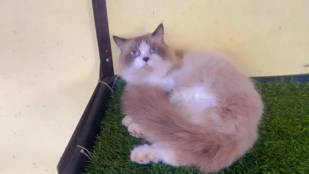 Kucing ras ragdol jantan 10 bln persia