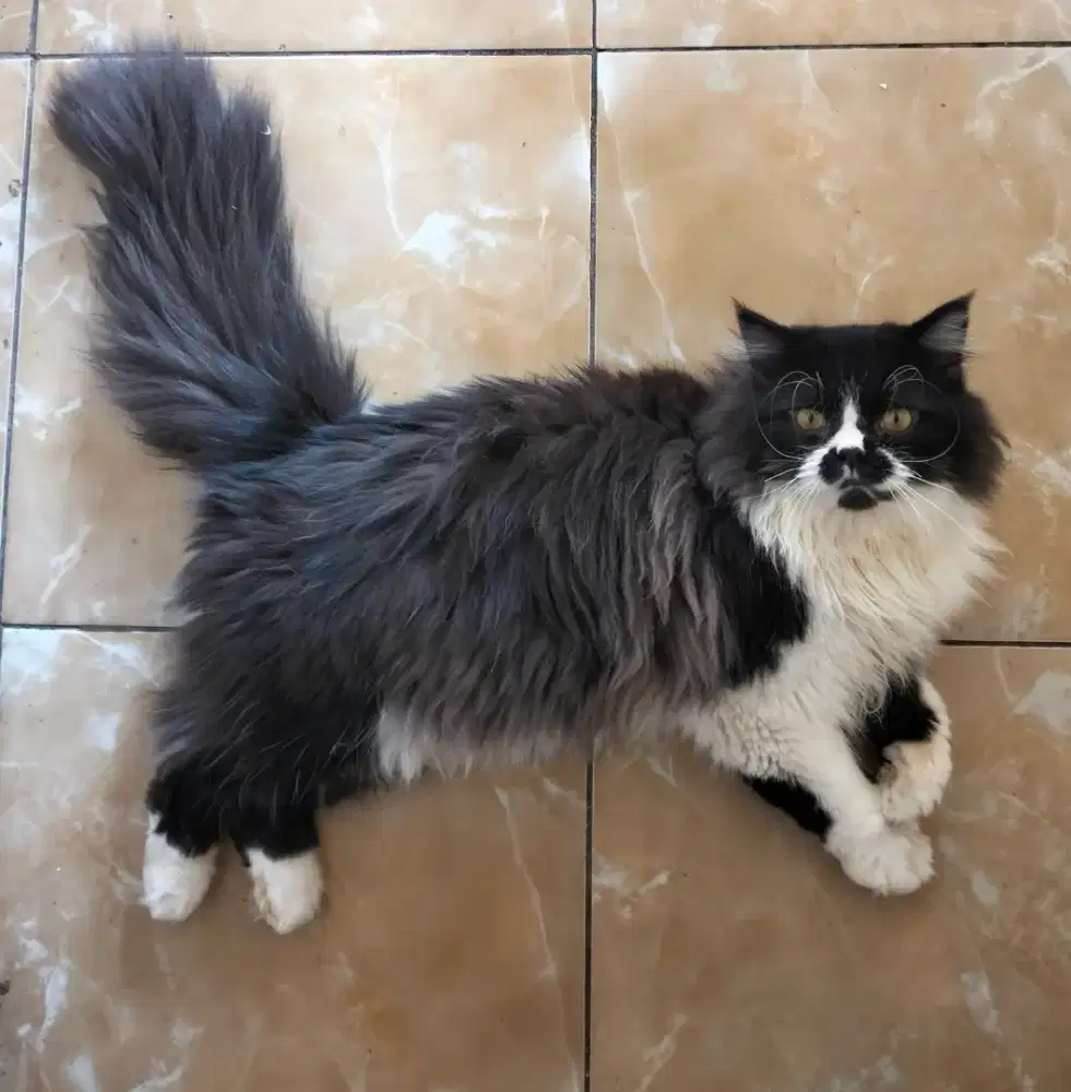 Kucing persia longhair sepasang