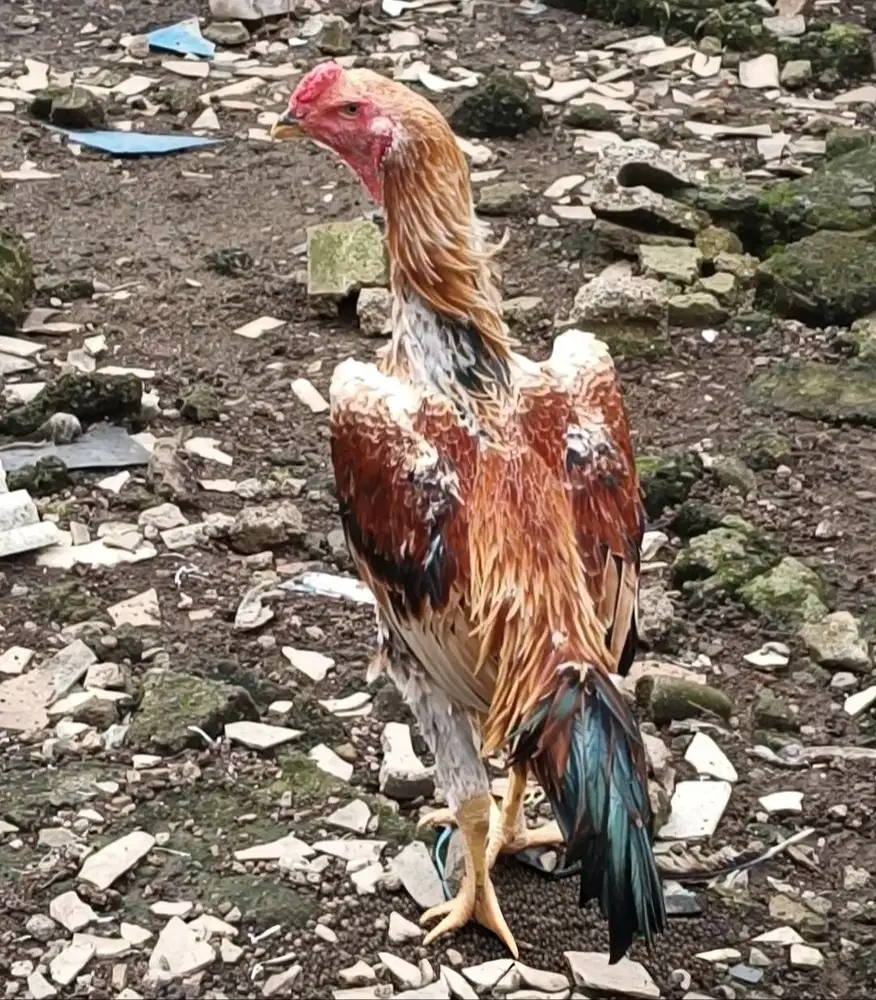 Ayam Bangkok Edisi SHAMO EROPA