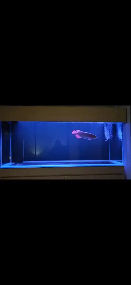 Aquarium bonus ikan arwana