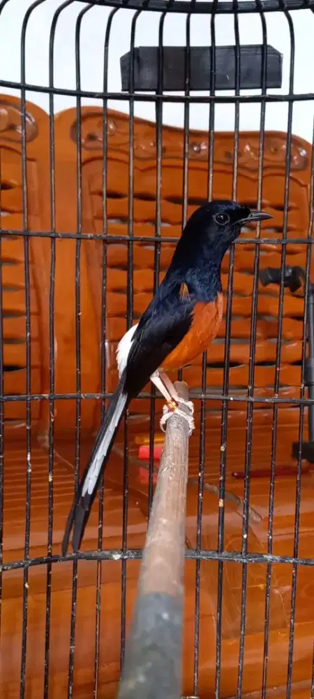 Murai batu gacor fighter nego