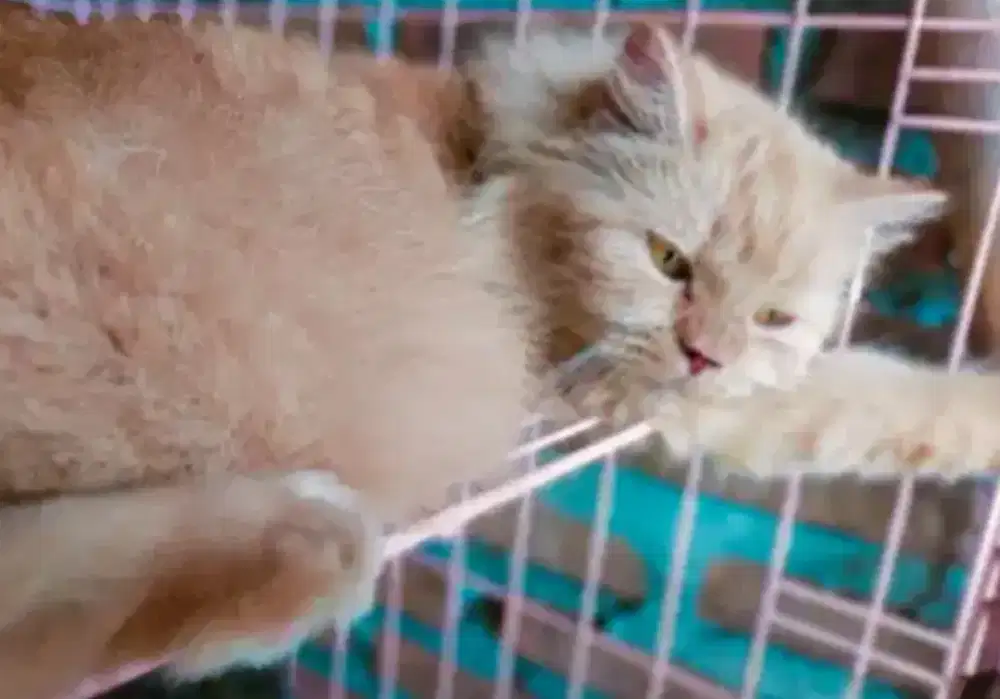 Persia Babon mahar suka2