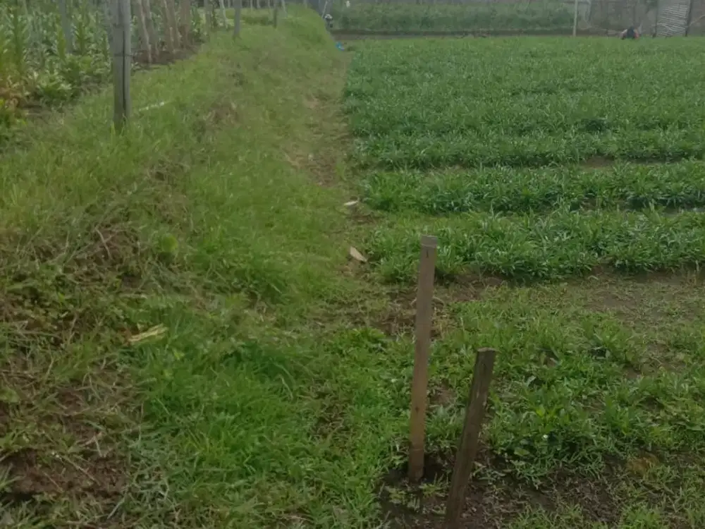 Dijual Murah Tanah Siap Bangun Lokasi Strategis di Jalur Utama Cisarua Cihanjuang Bandung