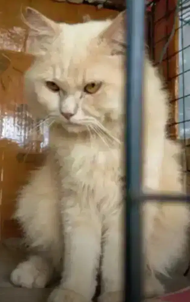 Persia mix Maincoon janta Besar sehat gemuk