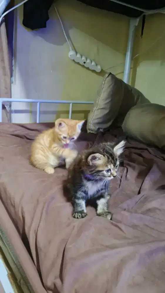 JUAL KUCING OYEN DAN BULUK