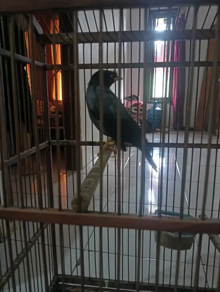 jalak kebo fullset kandang jati