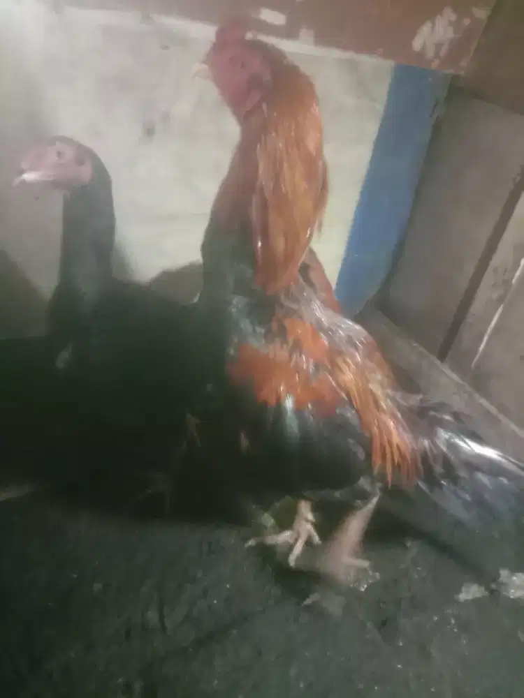 Bangkok sejodo masih gres