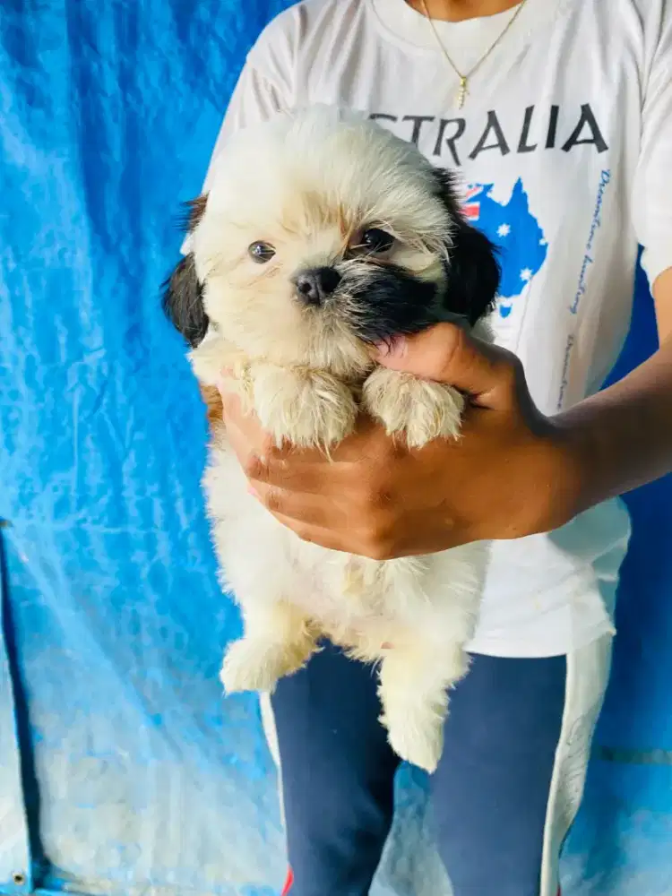 Anjing shihtzu medan
