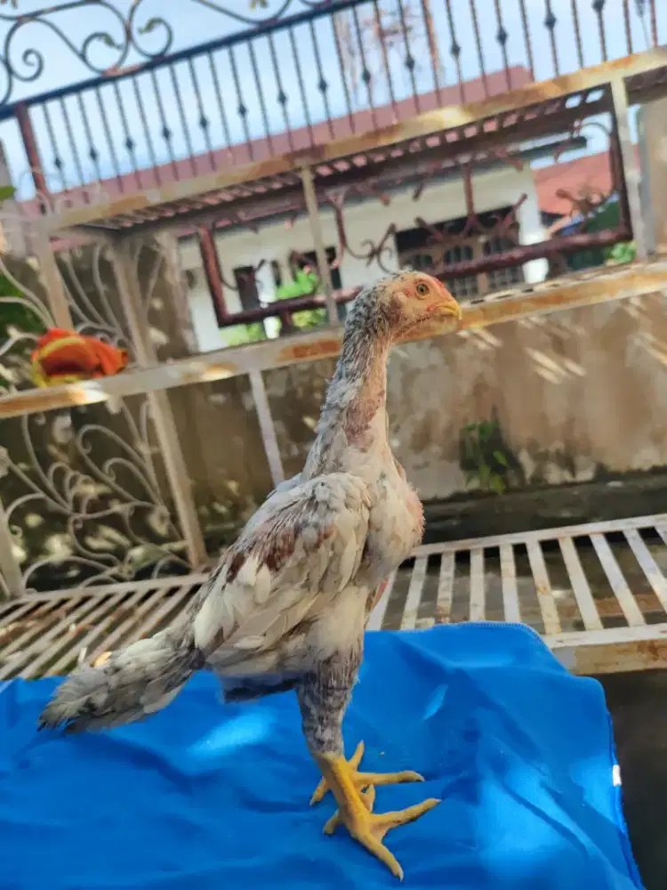 Ayam shamo 2 bulanan