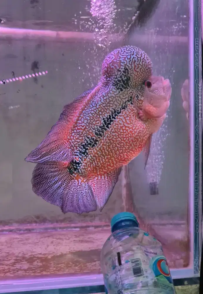 Ikan louhan cencu luges