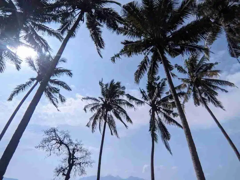 TANAH PRESTISIUS 4.5 HEKTAR NOL JALAN PROPINSI NOL PANTAI KALIPURO BANYUWANGI