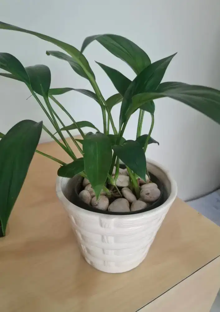 tanaman penghias meja kantor