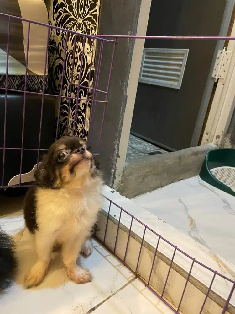 Chiuahua Jantan Longhair 6 Bulan