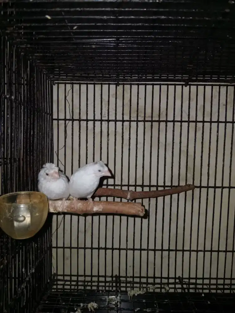 Emprit Jepang Putih Jambul Indukan