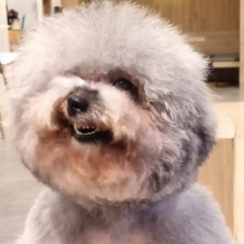 LOKER RESTO CAFE PETSHOP-CLEANING-CASHIER-GROOMER-STYLIST-PLUIT PIK