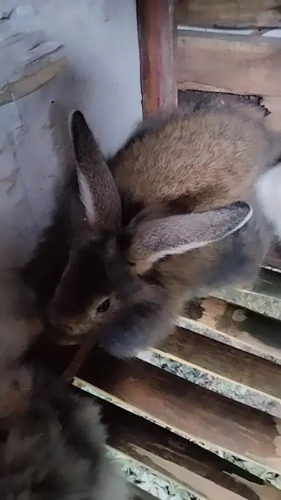 Kelinci lokal d order