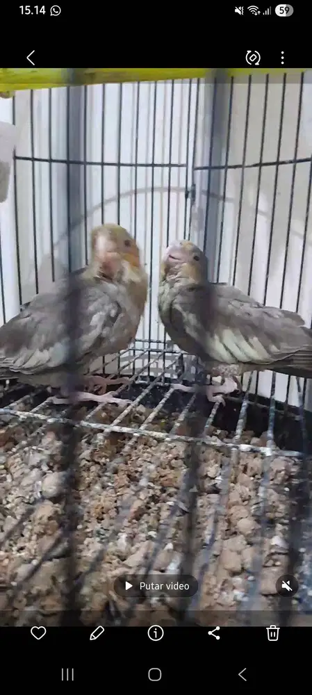 Falk parkit australia bukan conure /lovebird