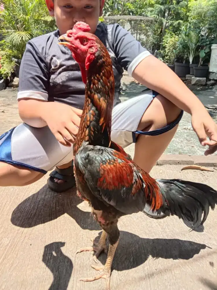 Ayam pamaxmangon
