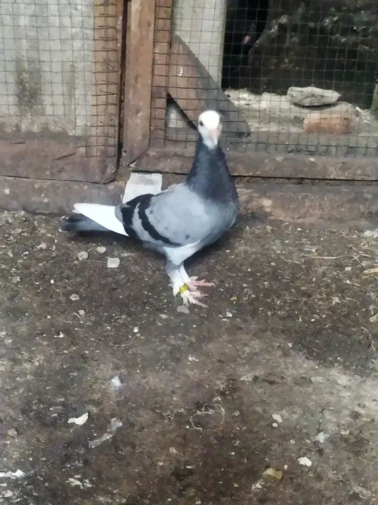 Blantong jembros trah pasopati