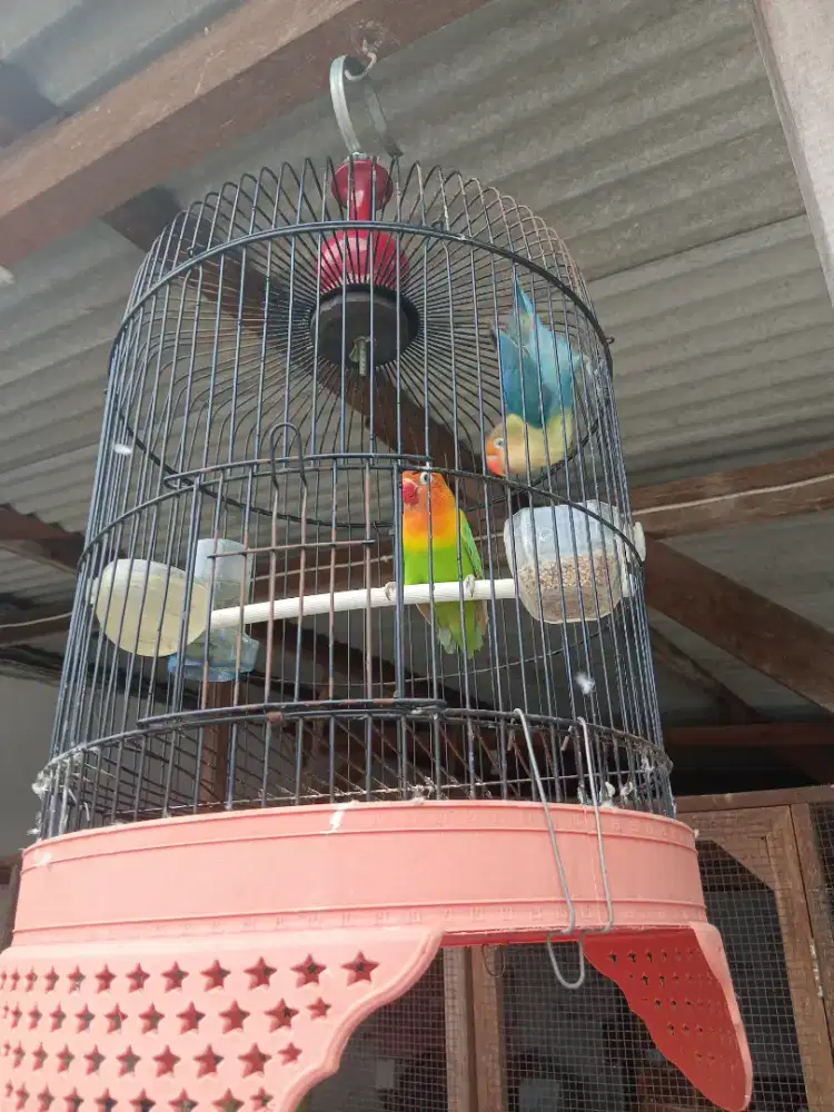 BURUNG LOVE BIRD KEPALAMAS DAN PARBLUE FULSET SANGKAR