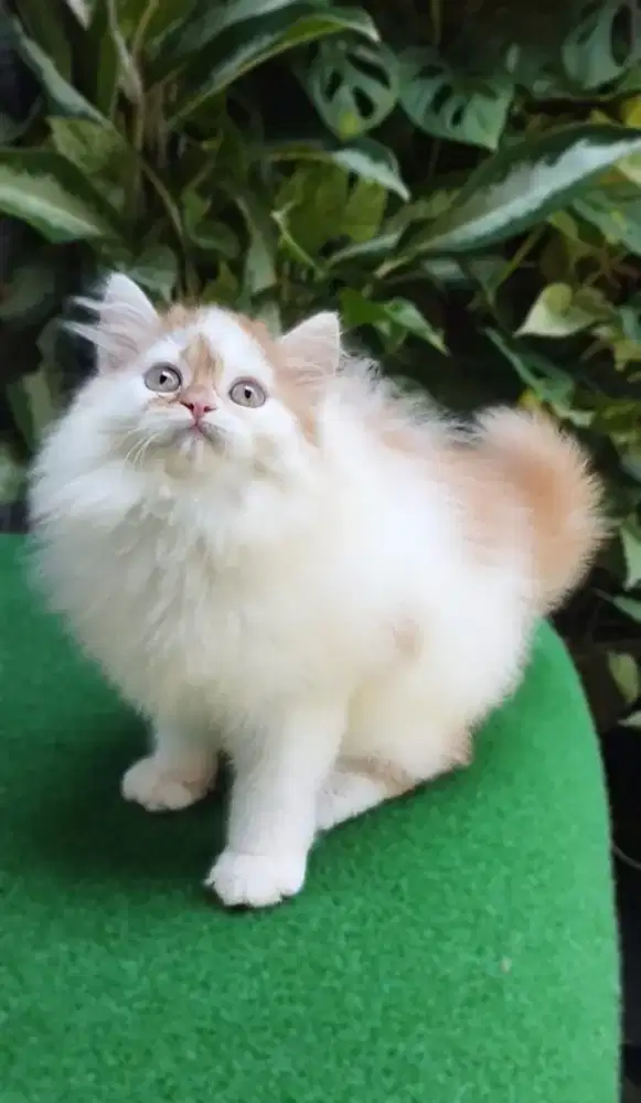 Kucing persian longhair