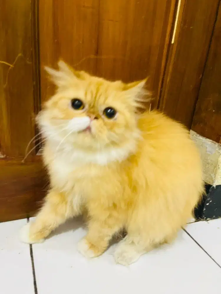 persia flatnose betina