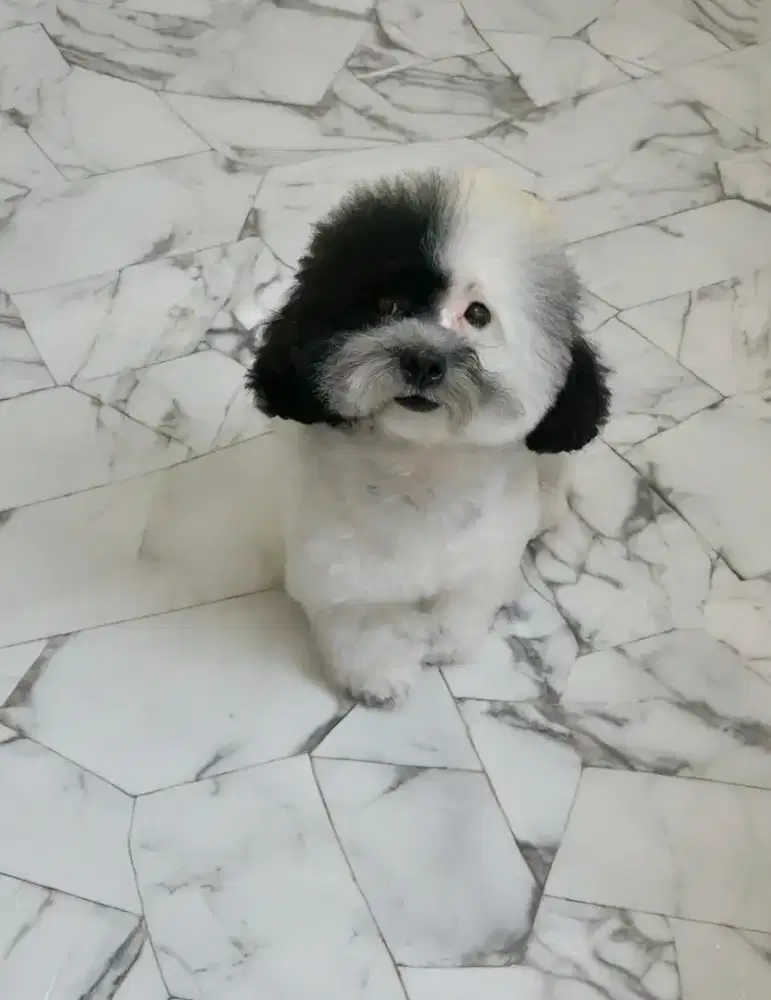 Tiny Poodle parti Female