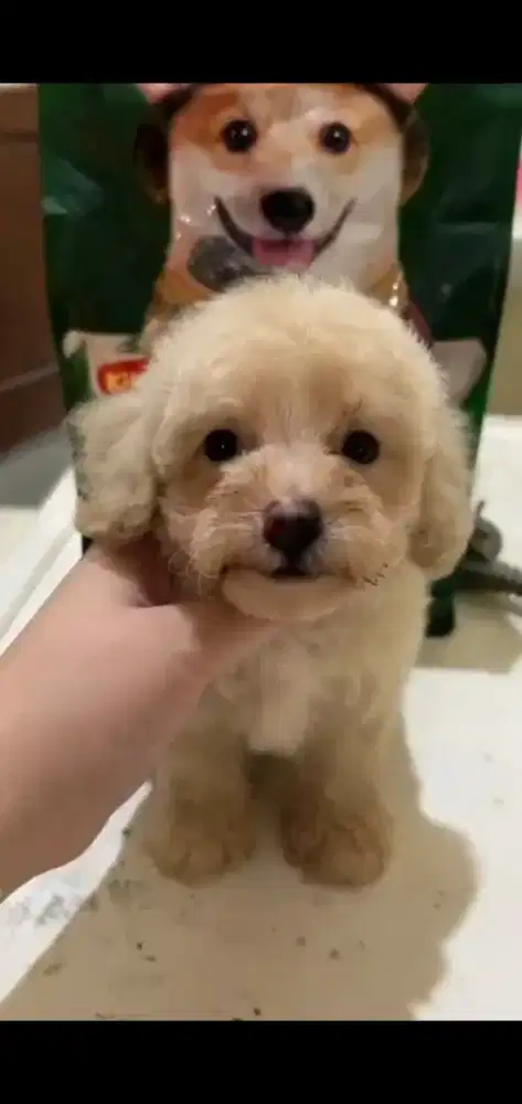 Tiny poodle jantan