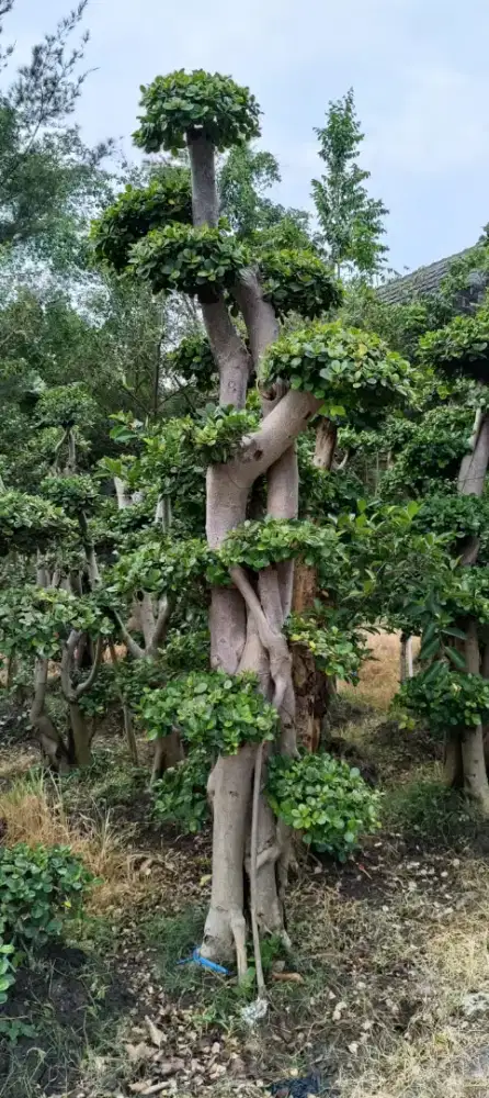Bonsai dolar dan serut