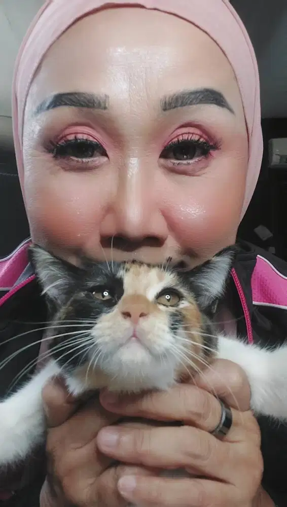 Kitten  Mainecoon calico