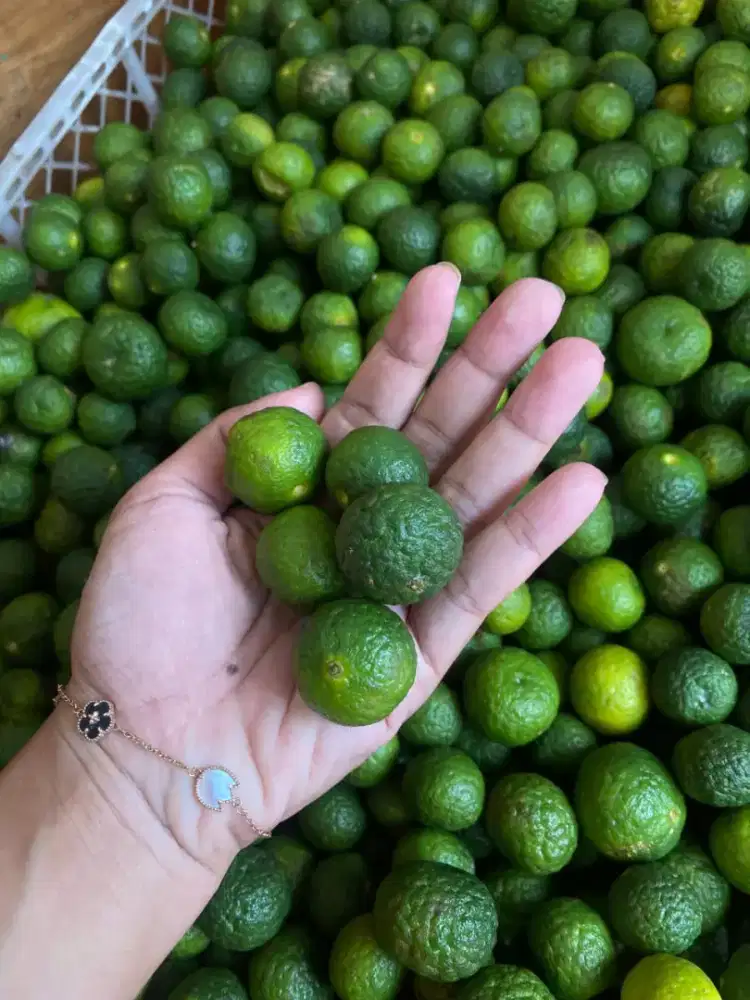 Menyediakan semua jenis jeruk