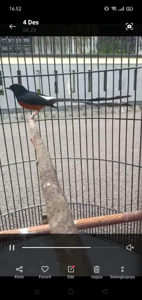 Murai batu ekor 22cm up