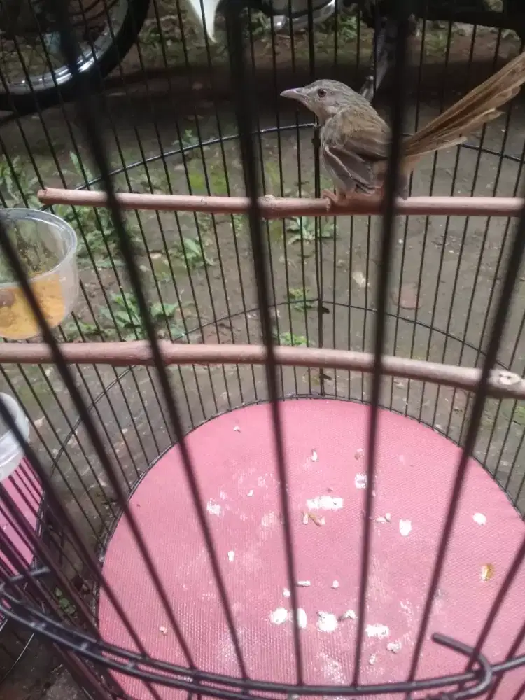 Burung ciblek gunung