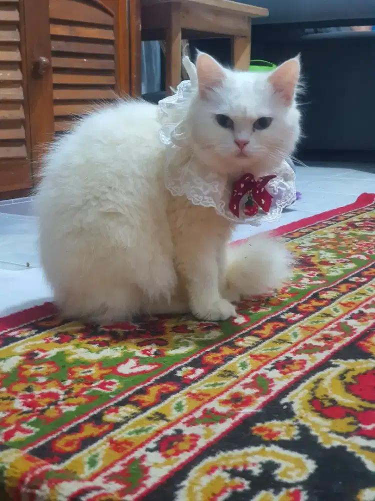 Kucing kalem persia betina