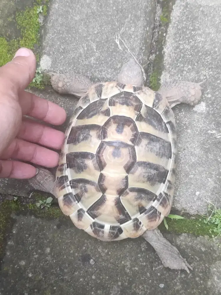 Hermani tortoise jantan