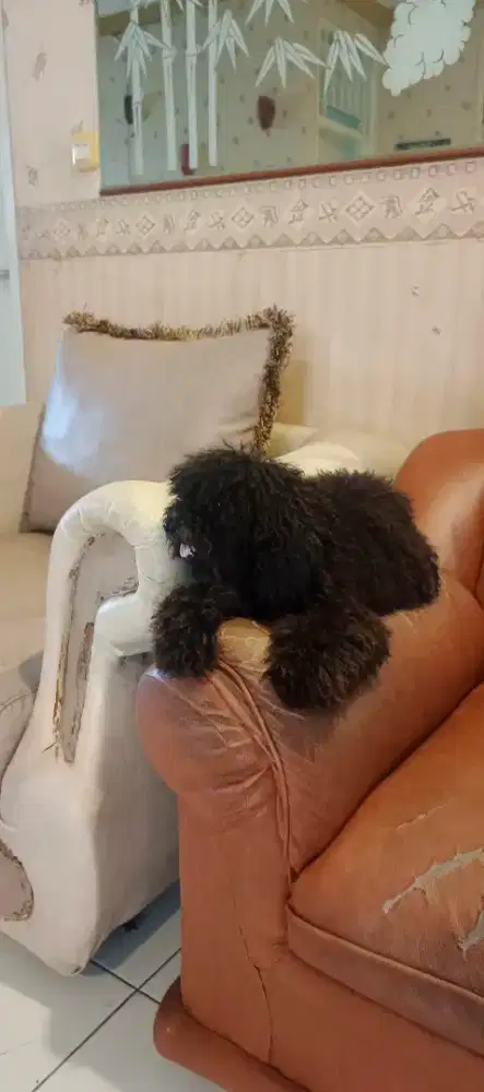 Dijual Toy poodle kecil Black umur 1 thn