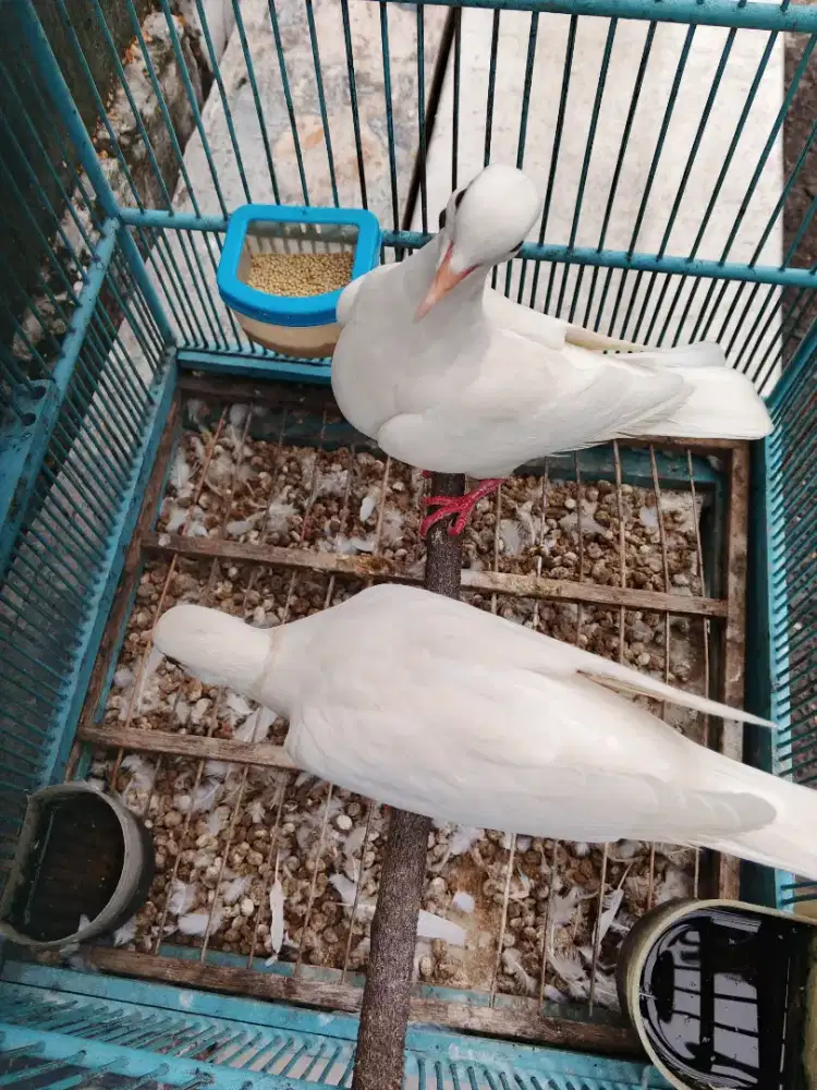 Puter putih mata merah sudah mulai bunyi