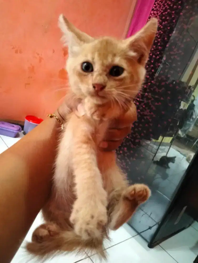 Open adopsi kucing betina