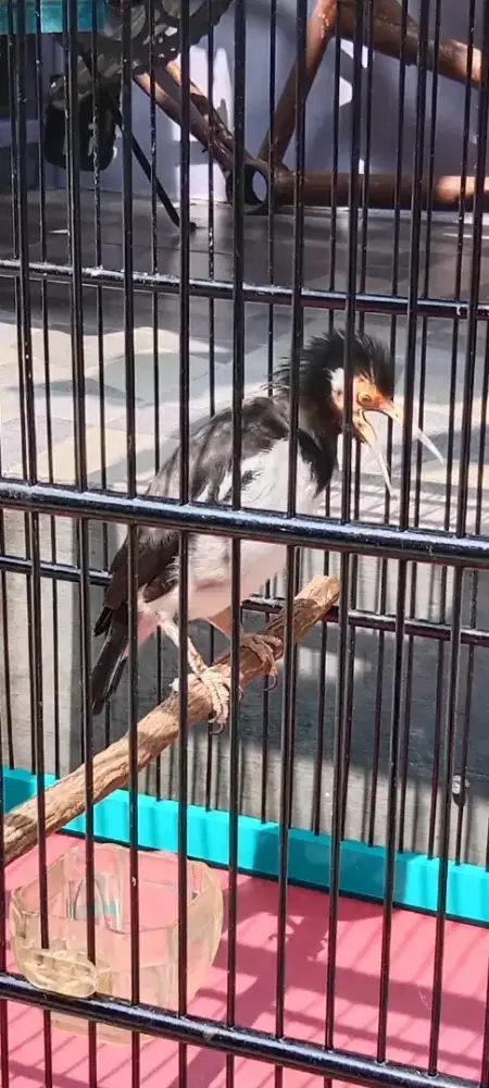 Suren hrian brisik isian banyak usia mpan kaki deker mlus no minus